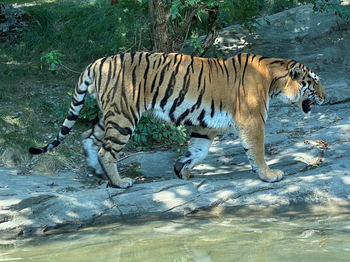Bild des Tigers im Zoo Zürich