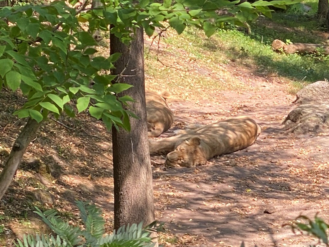 Bild der Löwinnen im Zoo Zürich