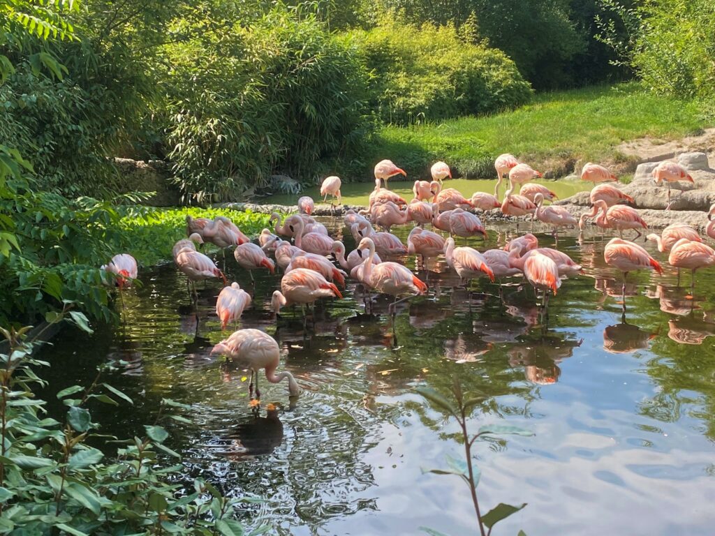 Bild der Flamingos im Zoo Zürich
