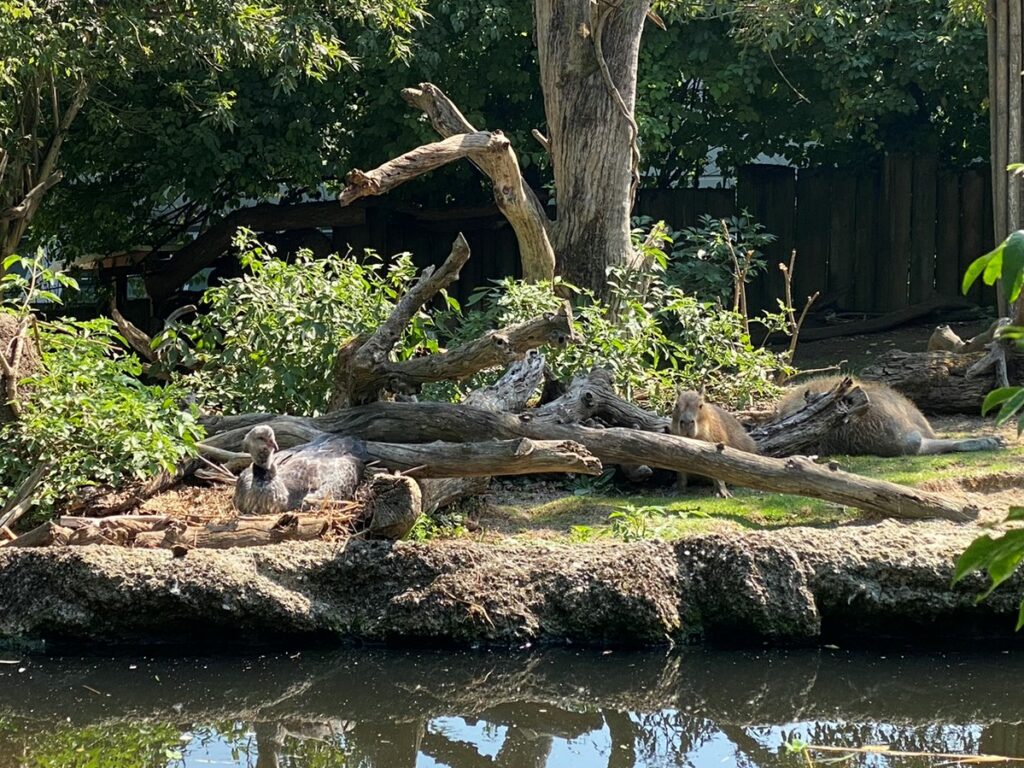 Bild der Capybaras im Zoo Zürich