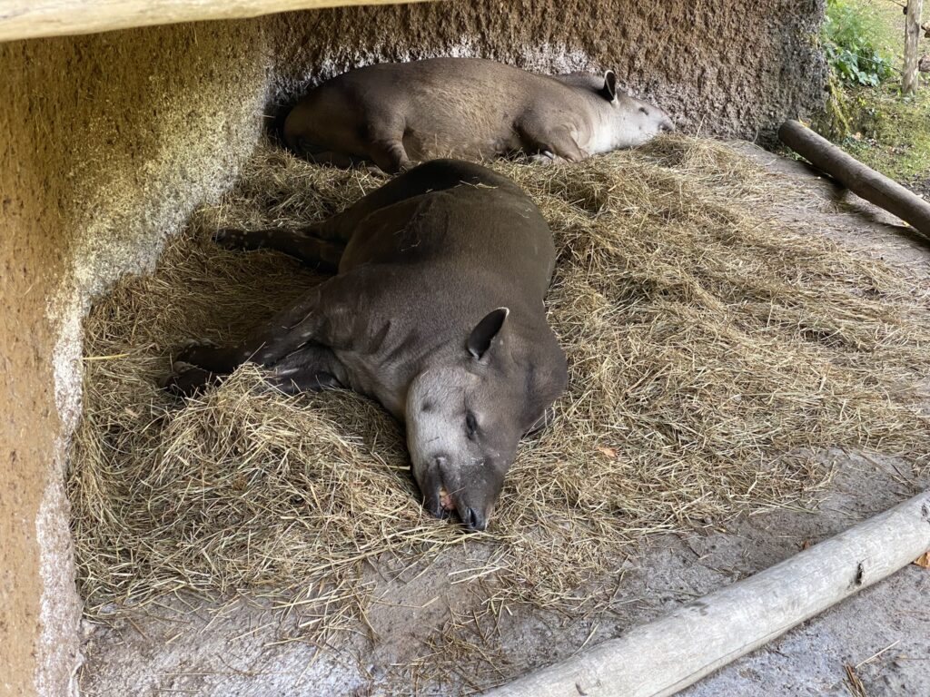 Bild der Tapire im Zoo Zürich