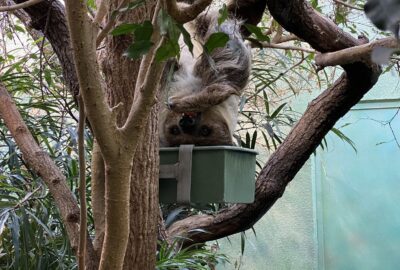 Bild des Faultiers im Zoo Zürich