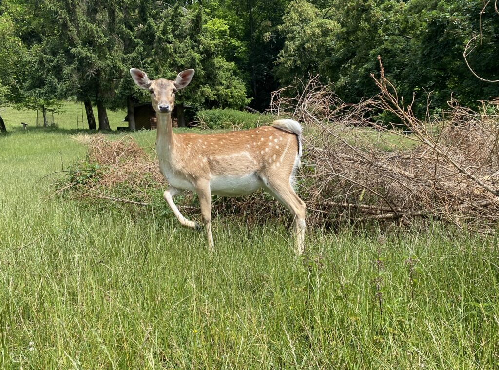 Bild eines Damhirsch