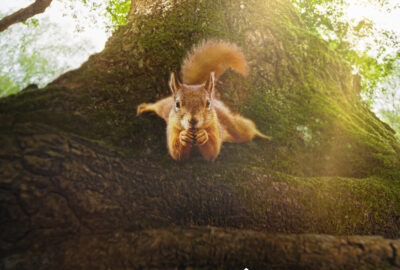 Bild aus dem Film «Die Eiche»