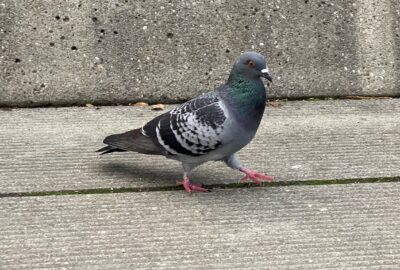 Bild einer Stadttaube