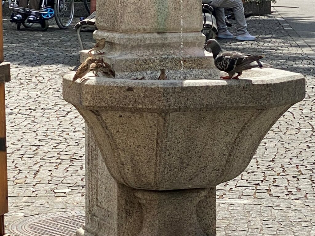 Bild einer Stadttaube
