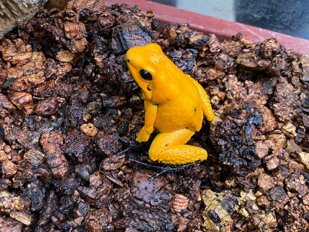 Bild des Baumsteigerfrosches im Zoo Zürich