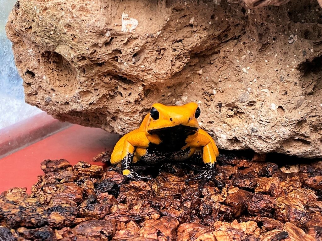 Bild des Baumsteigerfrosches im Zoo Zürich