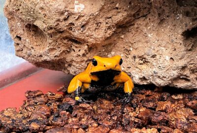 Bild des Baumsteigerfrosches im Zoo Zürich