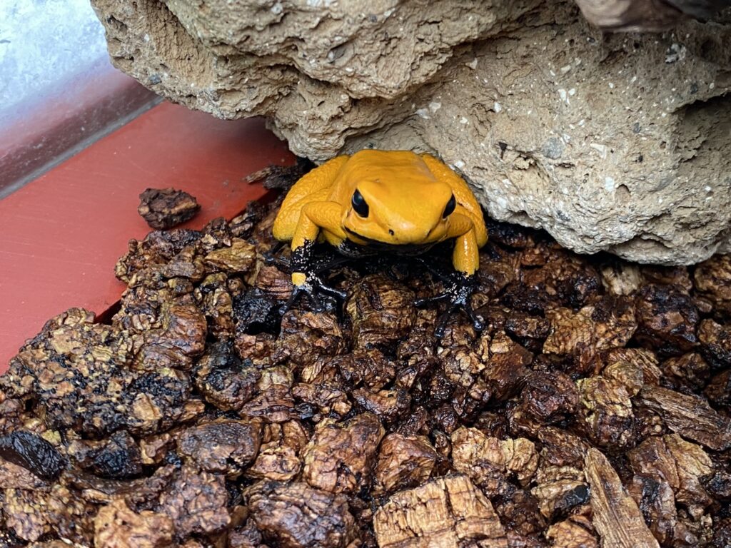 Bild des Baumsteigerfrosches im Zoo Zürich
