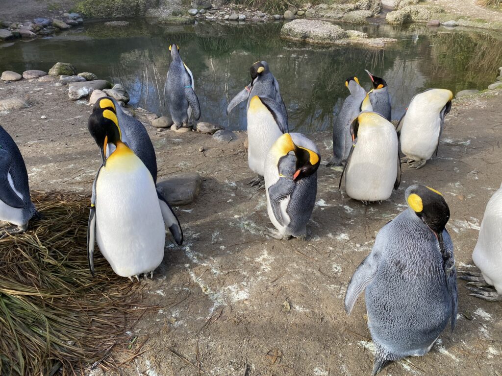 Bild der Pinguine im Zoo Zürich