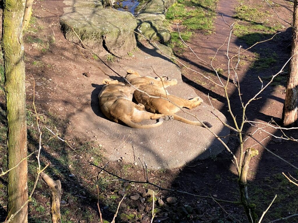 Bild der Löwinnen im Zoo Zürich