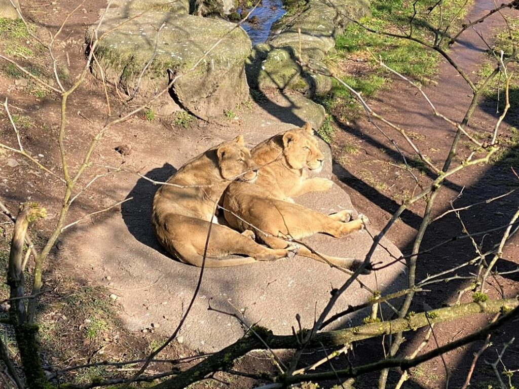 Bild der Löwinnen im Zoo Zürich