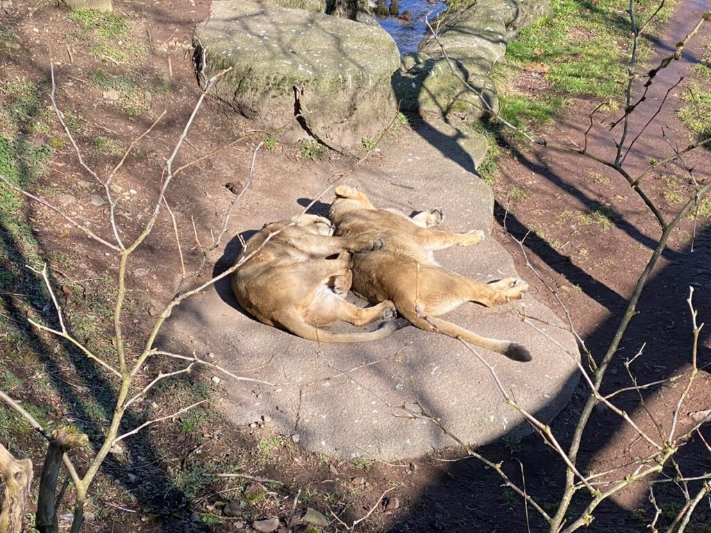 Bild der Löwinnen im Zoo Zürich