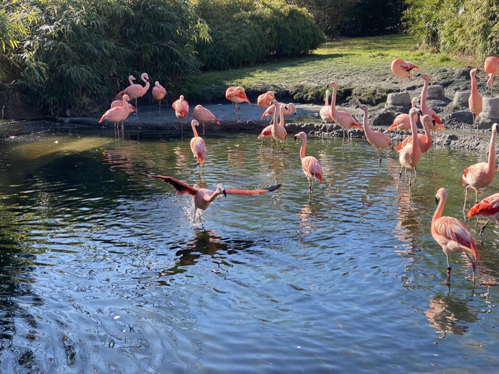 Bild der Flamingos im Zoo Zürich