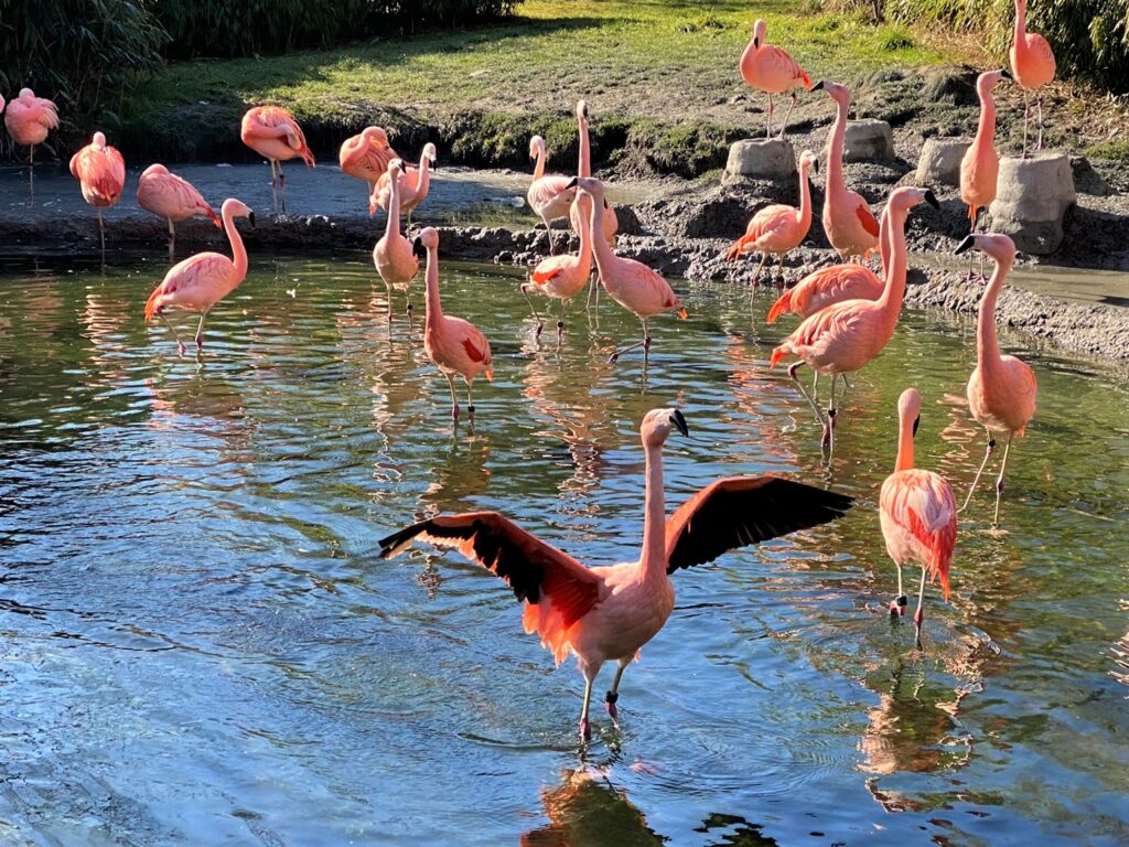 Bild der Flamingos im Zoo Zürich