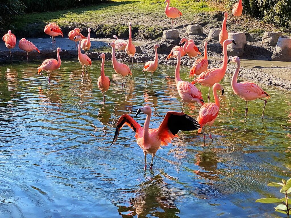 Bild der Flamingos im Zoo Zürich