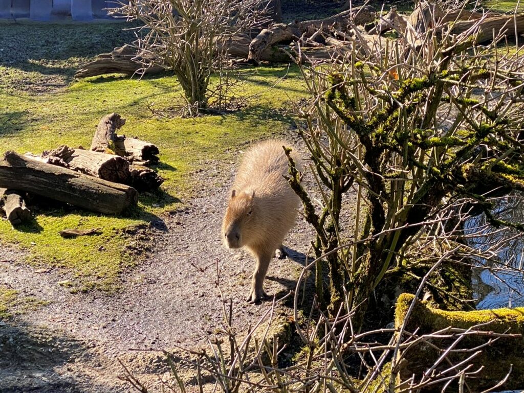 Bild des Capybaras im Zoo Zürich