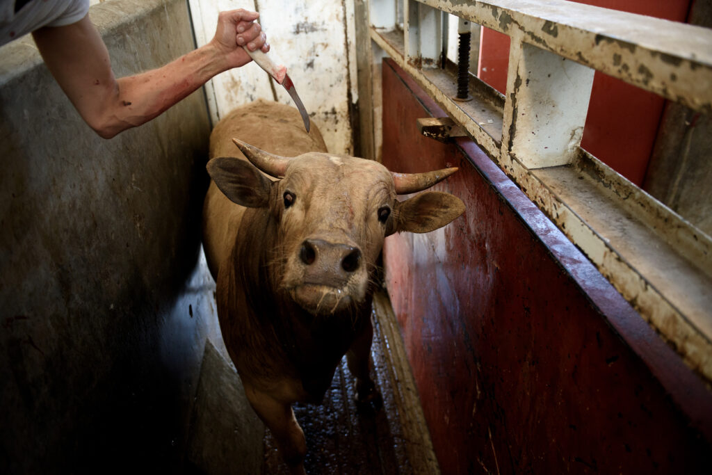 Bilder der Fotoausstellung «Hidden – Tiere im Anthropozän»