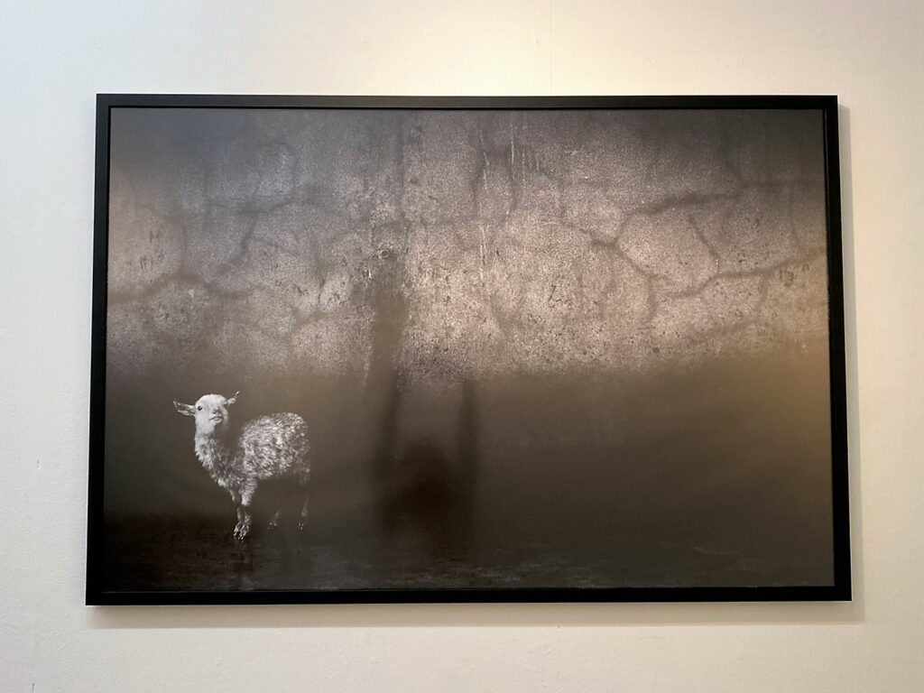 Bilder der Fotoausstellung «Hidden – Tiere im Anthropozän»