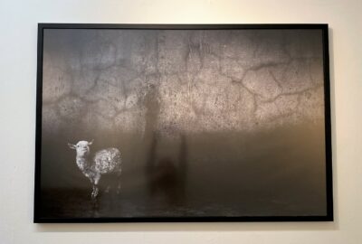 Bilder der Fotoausstellung «Hidden – Tiere im Anthropozän»