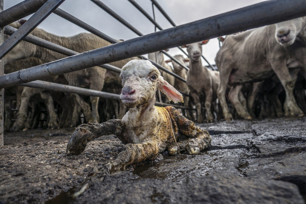 Bilder der Fotoausstellung «Hidden – Tiere im Anthropozän»