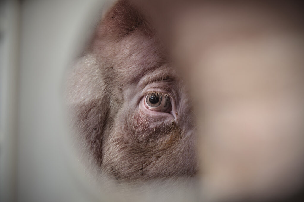 Bilder der Fotoausstellung «Hidden – Tiere im Anthropozän»