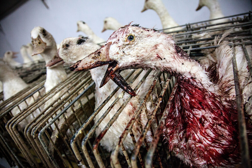 Bilder der Fotoausstellung «Hidden – Tiere im Anthropozän»