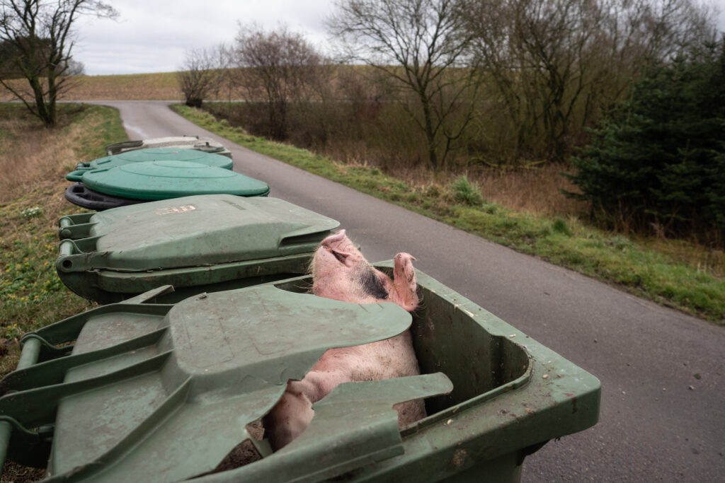 Bilder der Fotoausstellung «Hidden – Tiere im Anthropozän»