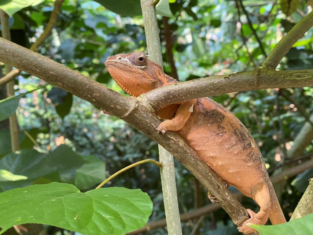 Bild eines Chamäleon im Masoala Regenwald im Zoo Zürich