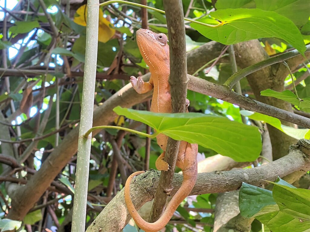 Bild eines Chamäleons im Zoo Zürich