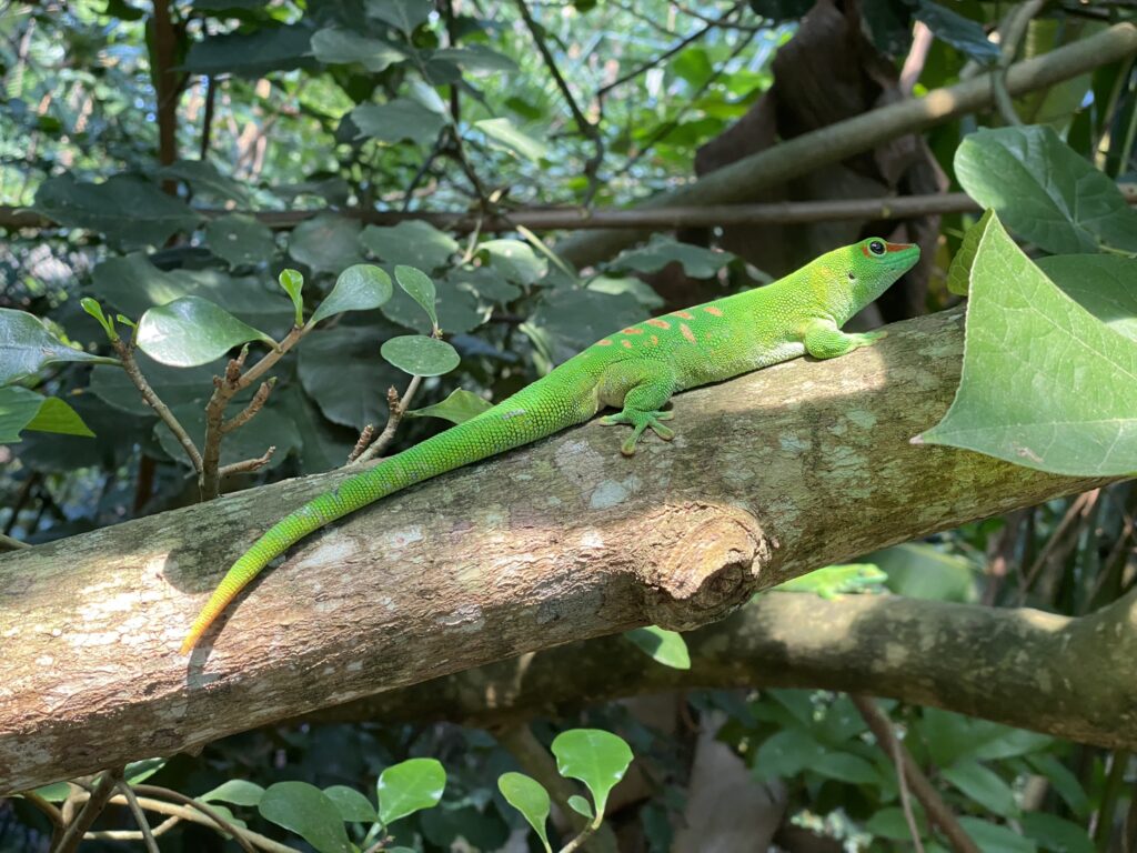 Bild eines grossen Madagaskar-Taggeckos im Zoo Zürich