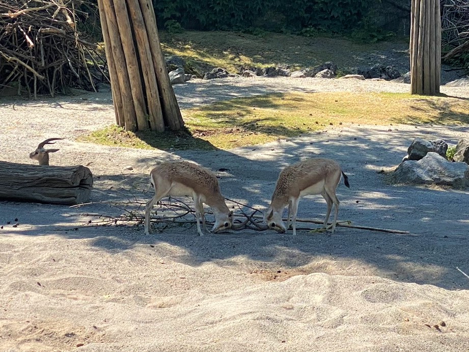 Bild der Persischen Kropfgazellen im Zoo Zürich