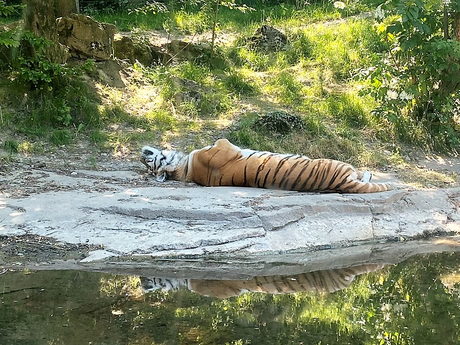 Bild von Tiger Irina im Zoo Zürich