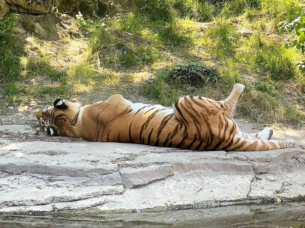 Bild von Tiger Irina im Zoo Zürich