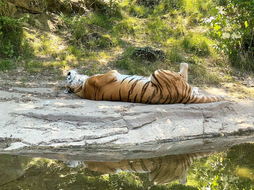Bild von Tiger Irina im Zoo Zürich