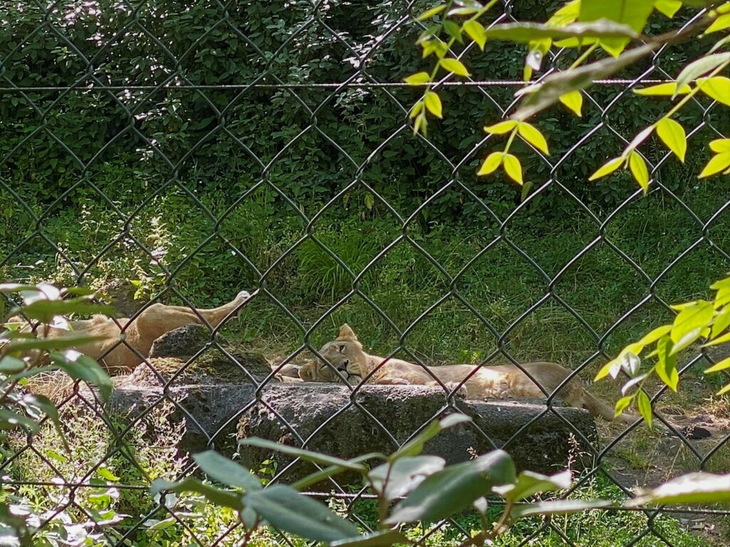 Bild der Löwinnen im Zoo Zürich