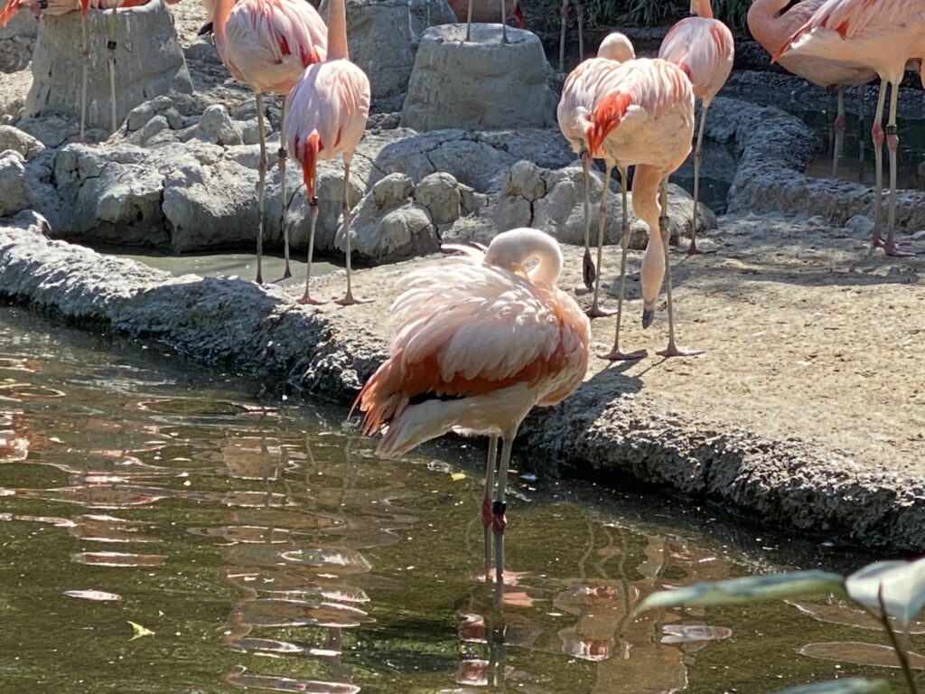 Bild der Flamingos im Zoo Zürich