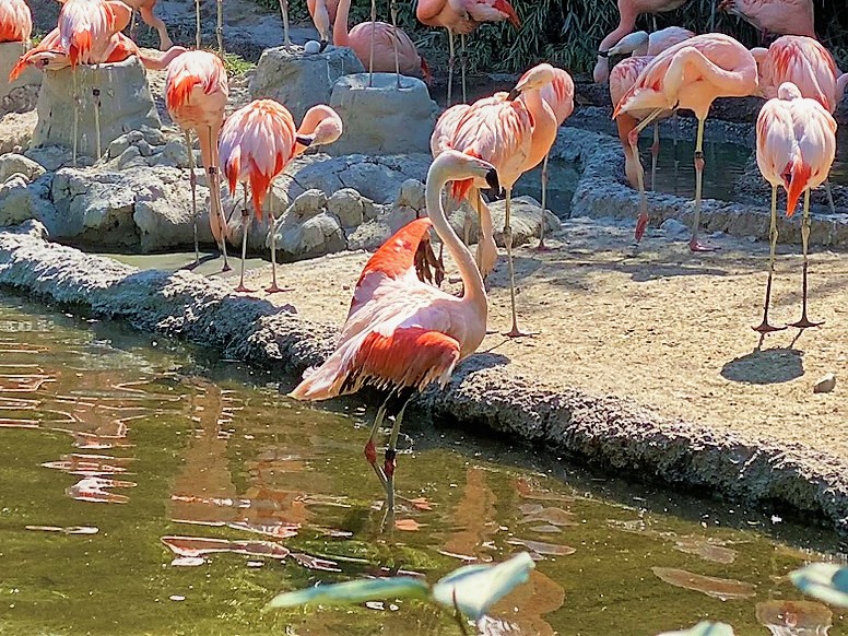 Bild der Flamingos im Zoo Zürich