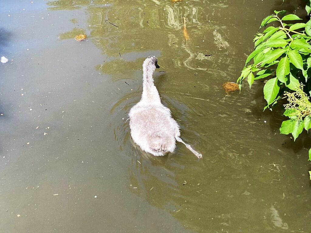 Bild eines Schwarzhalsschwans im Zoo Zürich