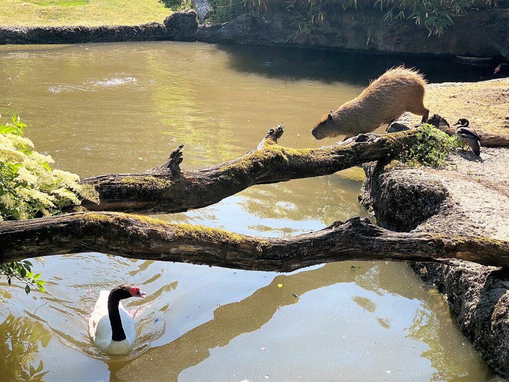 Bild des Capybaras im Zoo Zürich