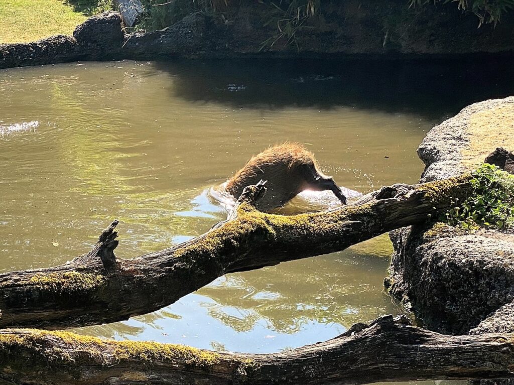 Bild des Capybaras im Zoo Zürich