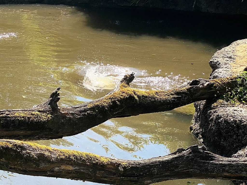 Bild des Capybaras im Zoo Zürich