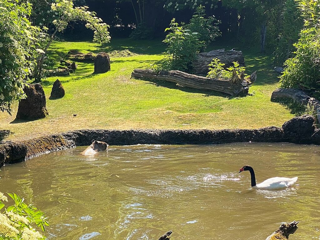 Bild des Capybaras im Zoo Zürich