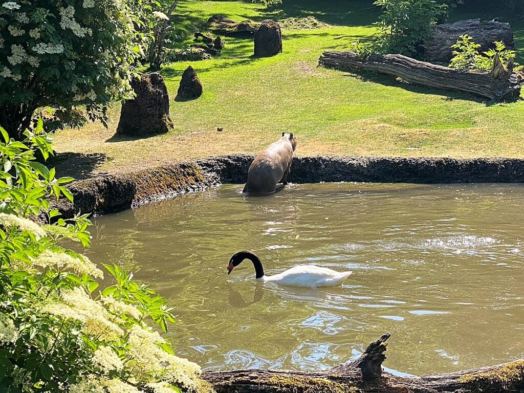 Bild des Capybaras im Zoo Zürich