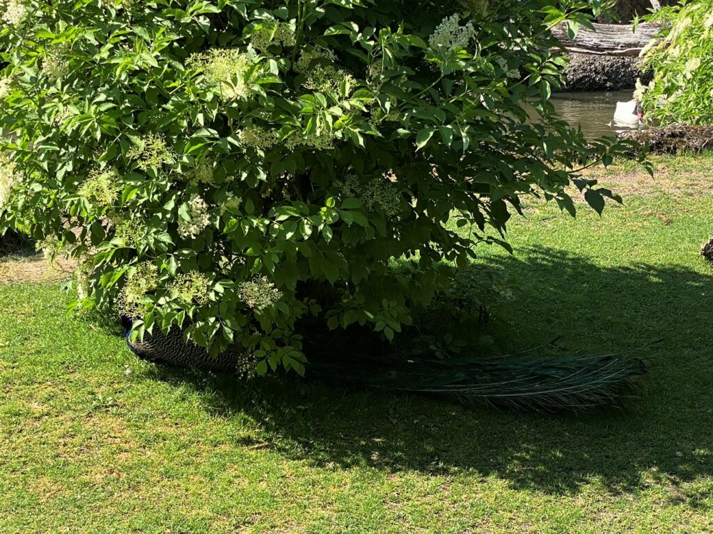 Bild eines Pfaus im Zoo Zürich