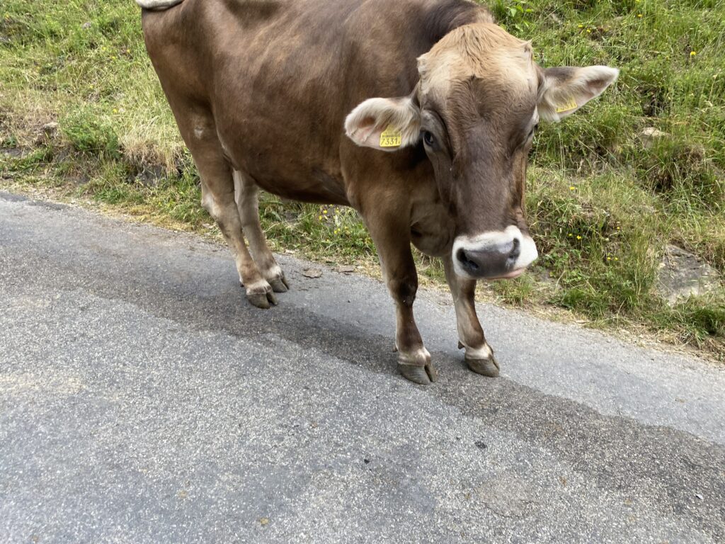 Bild einer Kuh