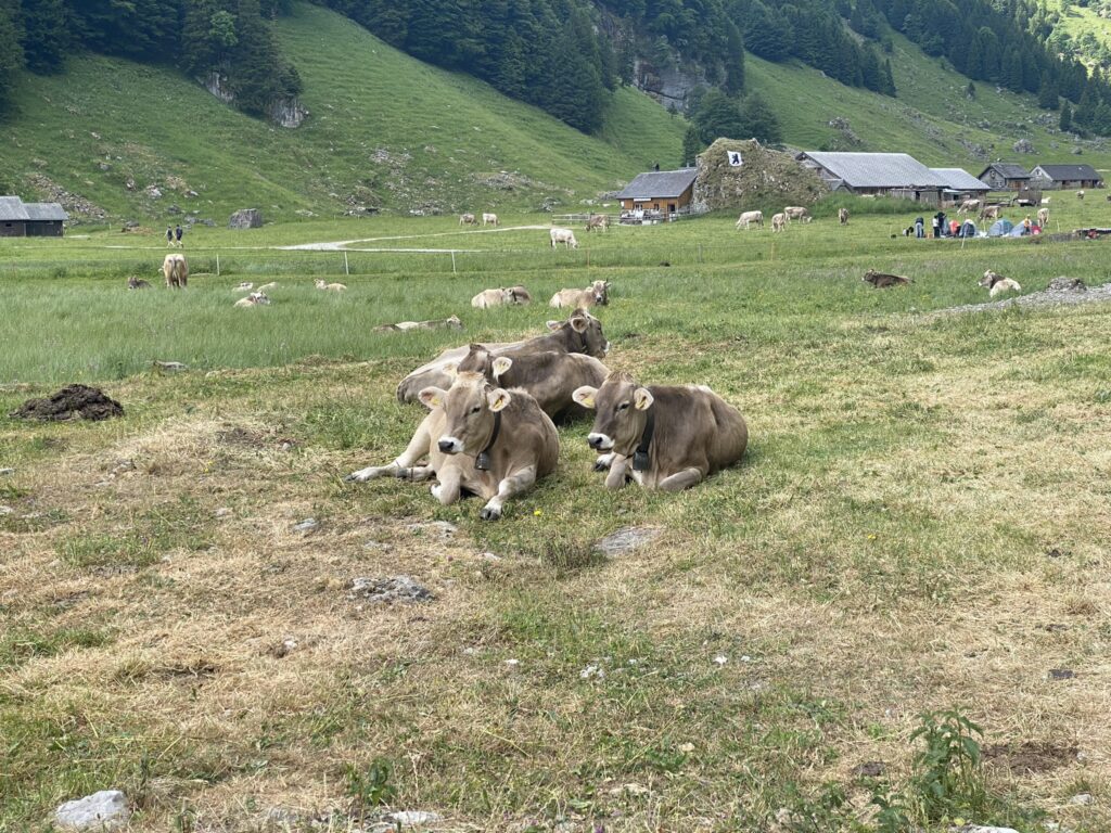 Bild von Kühen