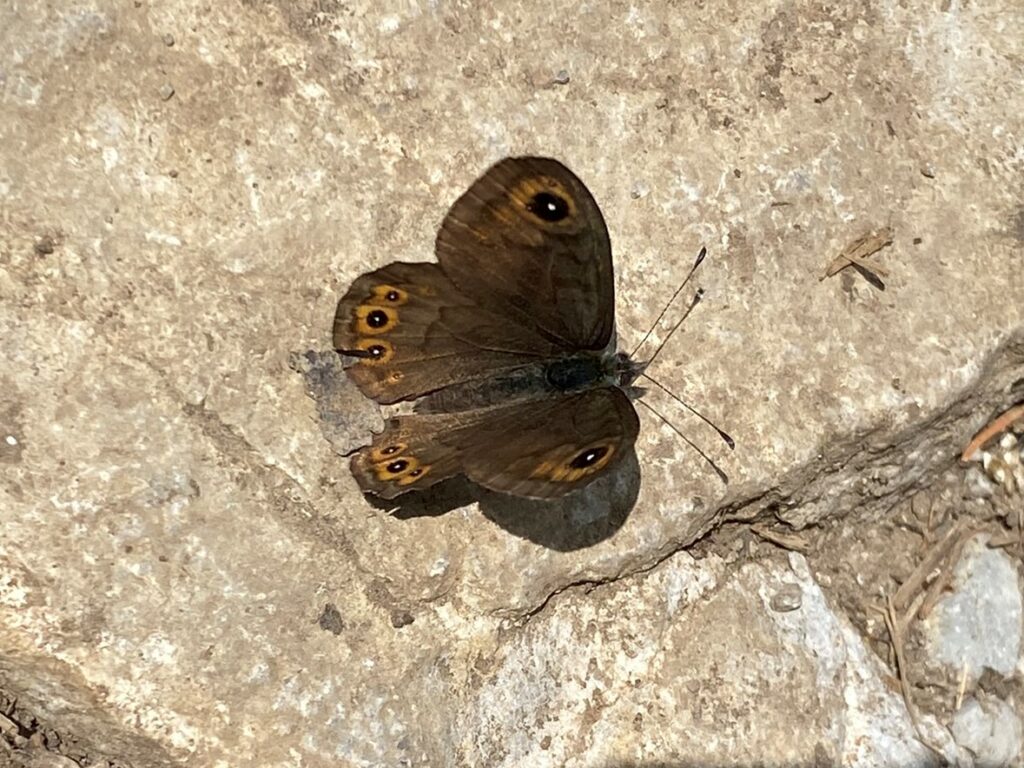 Bild eines Schmetterlings