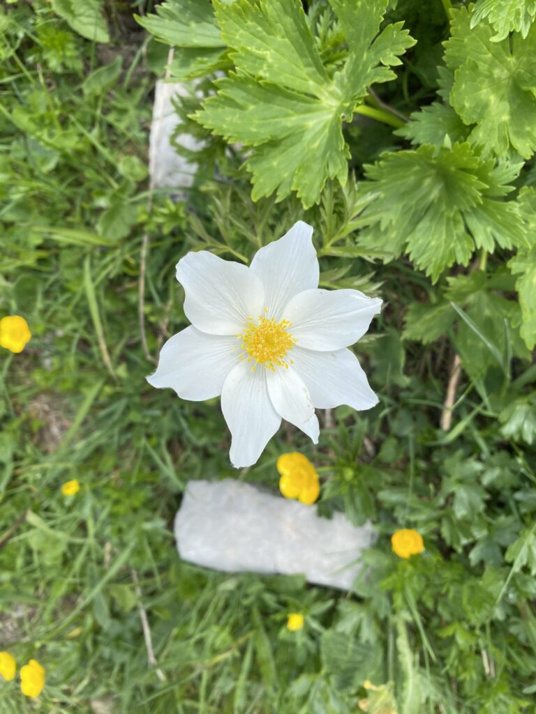 Bild von Blumen